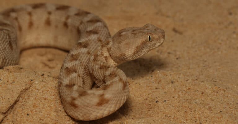Palestine Carpet Viper (Echis coloratus) from Oman. The scales on the snake’s side are angled at 45 degrees and are serrated.