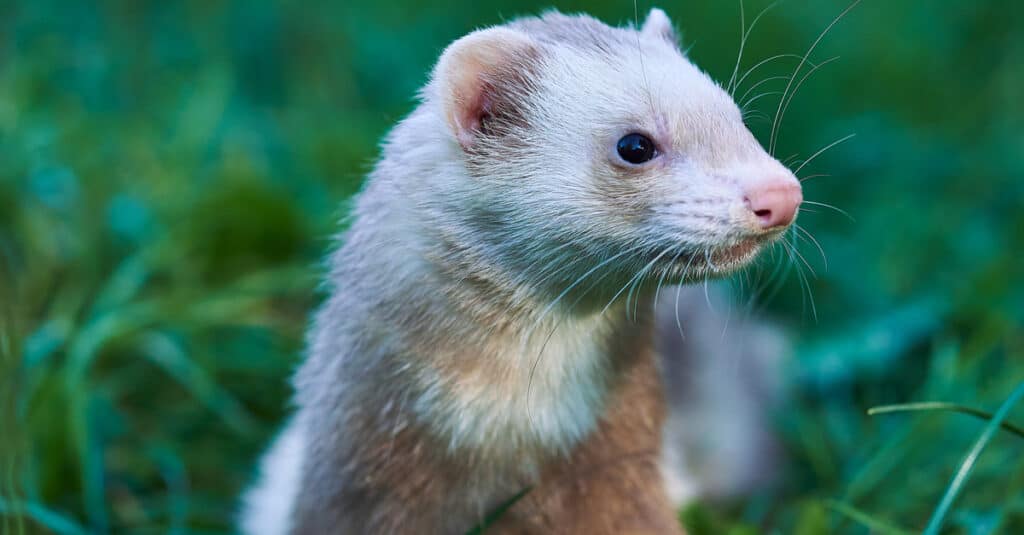 Young Cinnamon ferret of cinnamon in the park.