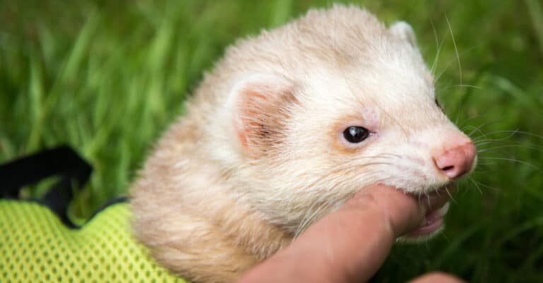 Male pet cinnamon ferret in a harness play biting his owner.