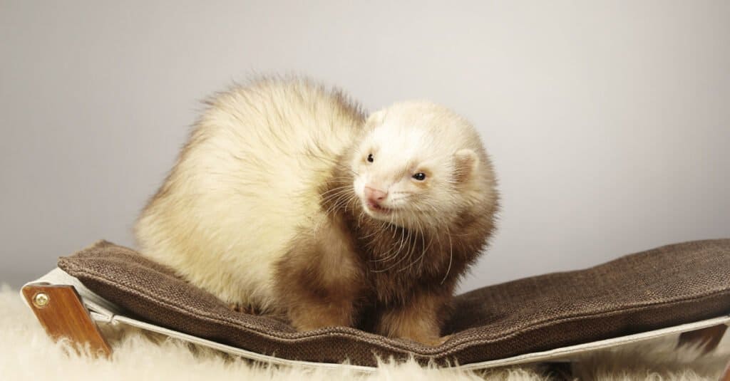 A pet Cinnamon ferret, portrait taken in studio.