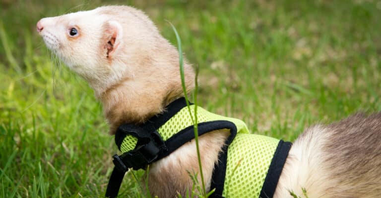 Male cinnamon pet ferret in a harness playing in the garden.