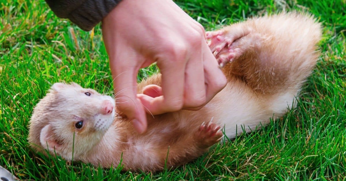 Man playing with a pet Cinnamon Ferret outside on the grass.