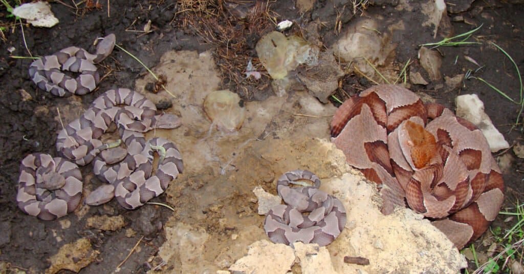 Female Osage Copperhead, Agkistrodon contortrix phaeogaster, and neonate baby copperheads shortly after live birth.