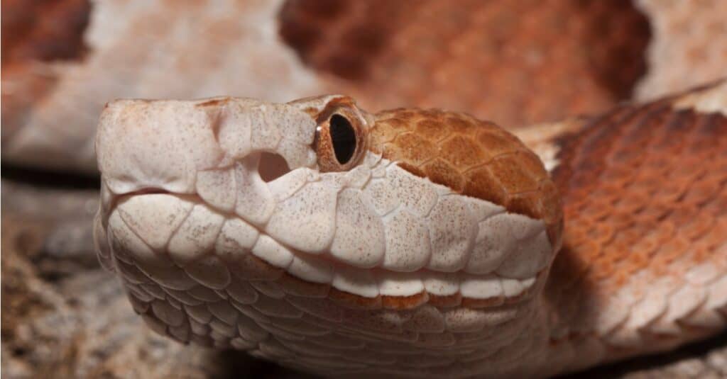 Close-up of venomous Copperhead Snake. Its head, whose color gives the snake its common name, is broad and wedge-shaped.