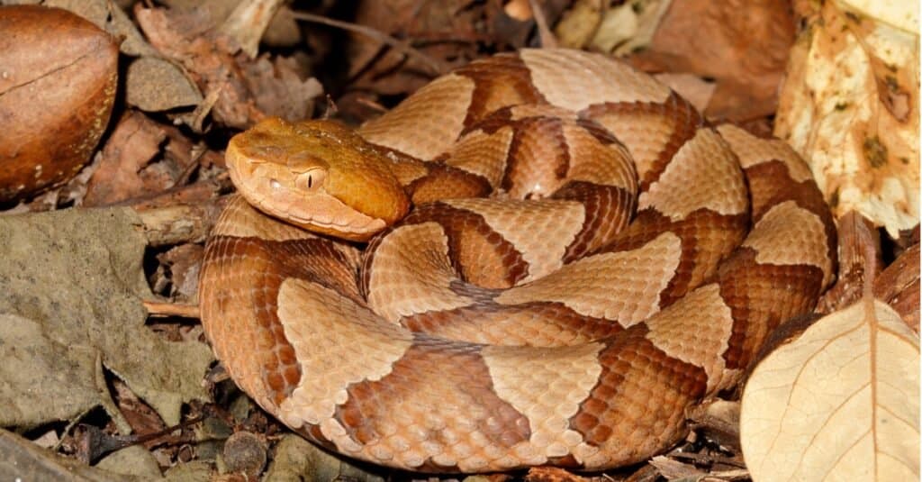 Northern Copperhead (agkistrodon contortrix mokasen) on leaf litter - taken in New Jersey. Its ground color is pale brown to pinkish-brown, and it has darker, hour-glass shaped bands down its body.