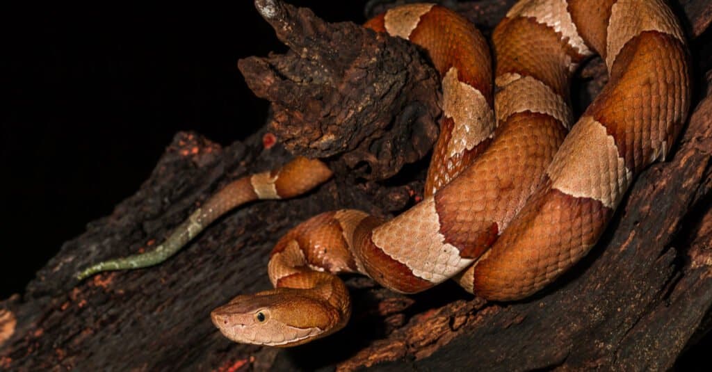 The body of the copperhead varies from 2 feet to usually less than 4 feet, but it is strong.