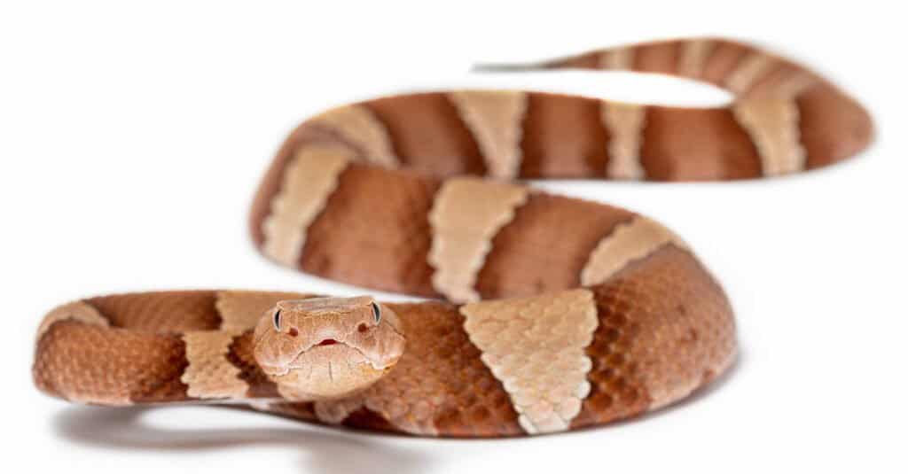 Copperheads tend to be active at night during the summer in Pennsylvania. 