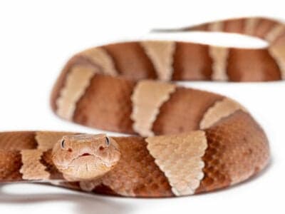 A Copperheads in Louisiana: Where They Live and How Often They Bite