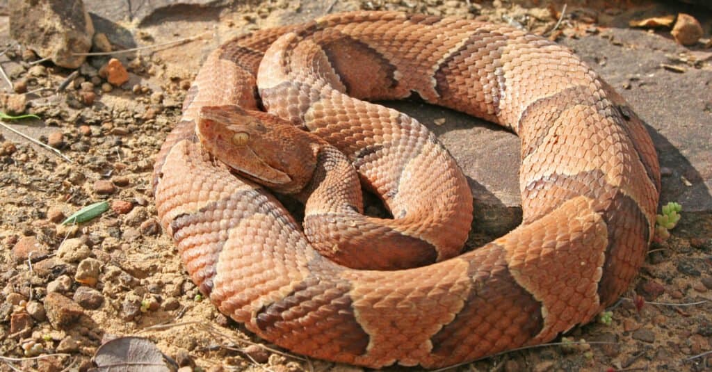 The Copperhead’s scales are keeled, and their eyes have vertical pupils that make them resemble cat’s eyes.