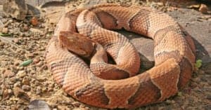 Copperheads in Tennessee: Where They Live and How Often They Bite Picture