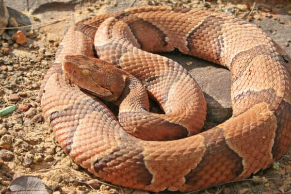The Copperhead’s scales are keeled, and their eyes have vertical pupils that make them resemble cat’s eyes.