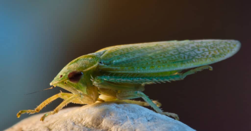 Side view of a Cuban Cockroach