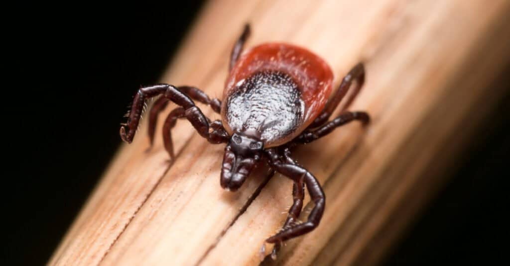 An adult female deer tick crawling on a piece of straw.