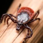 Blacklegged tick