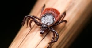 9 Ticks in California: Awareness for the Golden State Picture