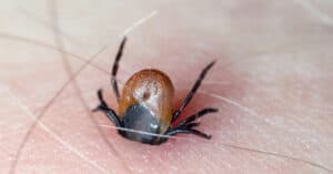 How Do Ticks Get On You? Picture