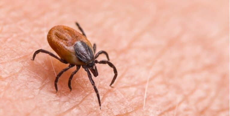 A Deer tick, a parasitic biting insect on background of human epidermis.