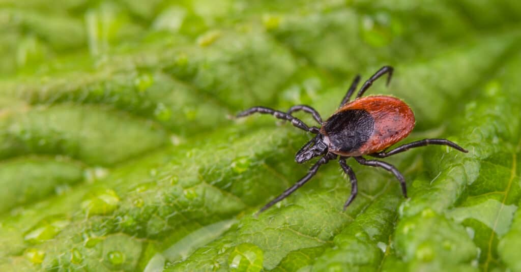 A wet deer tick crawling on natural dewy leaf with water drops.