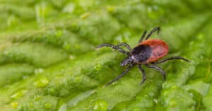 Which Ticks Carry Lyme Disease? Picture