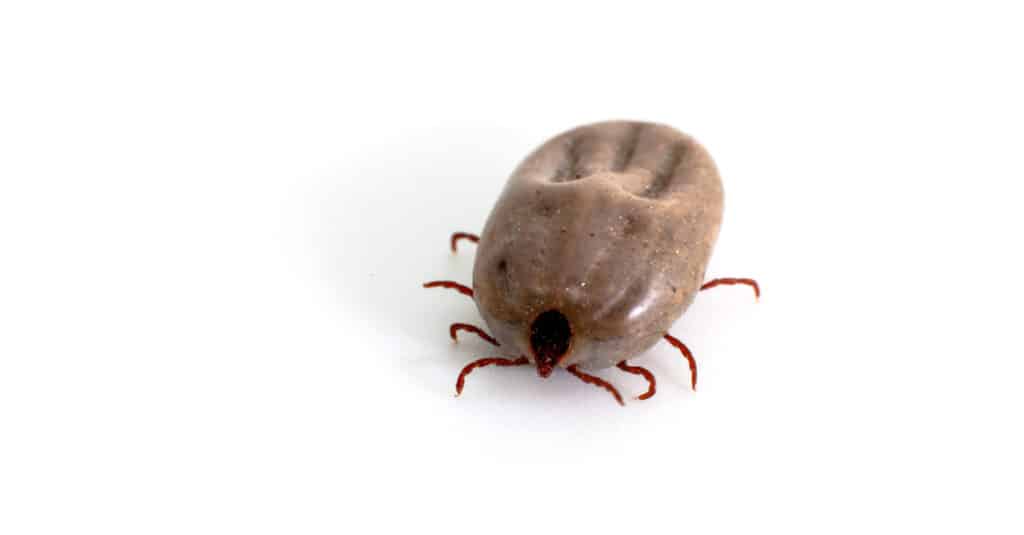 engorged tick