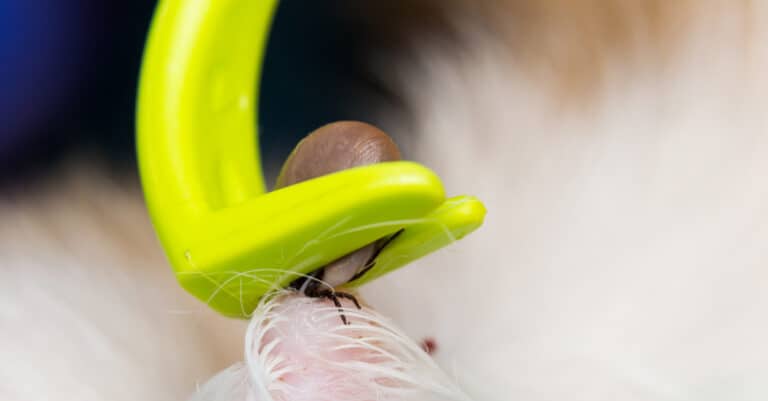 Removing a dog tick from cat skin with a tick remover tool.