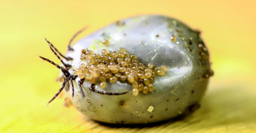 Big Dog tick, full of blood, with eggs on the body.