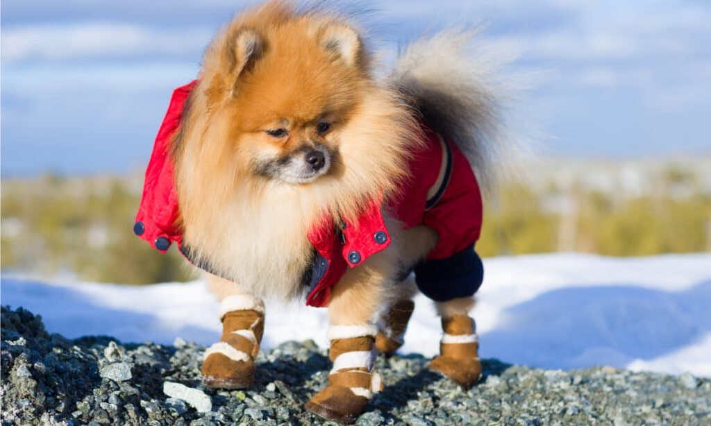 Dog with dog shoes