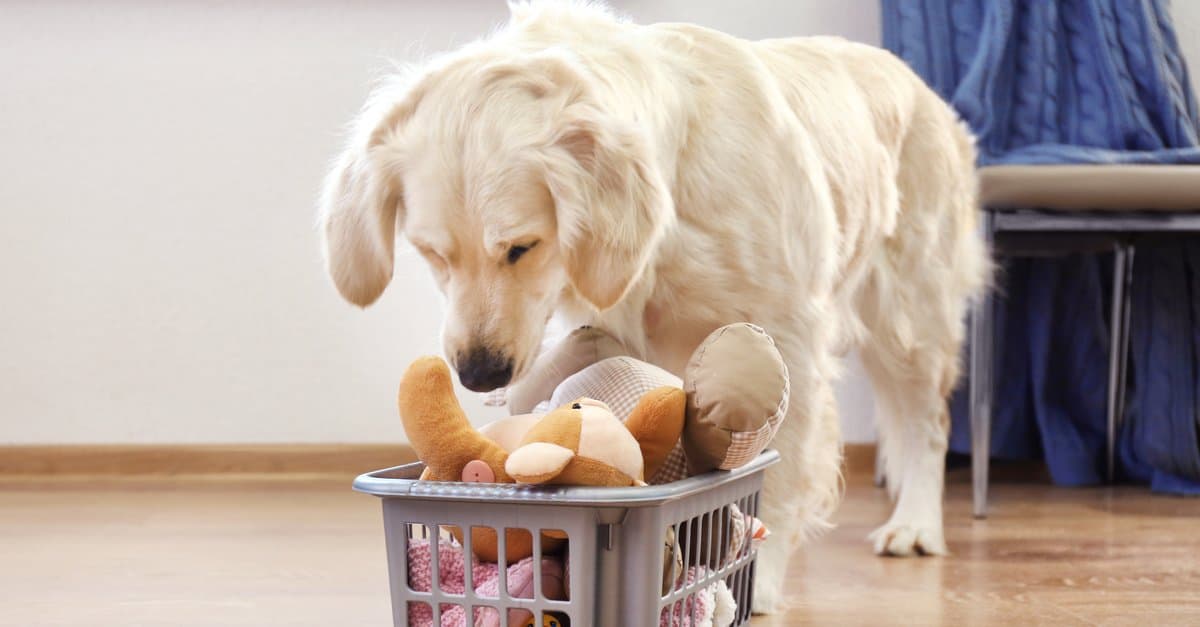 Dog toy basket
