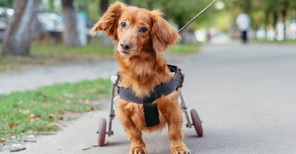 A little rut colored long haired dachshund with mobility assistance in the firm of two wheels in place of its hind legs. The wheels look like training wheels for a bicycle. the dog is on pavement . green g=rass us beside the pavement. A pen out of focus person wearing dark pants and a white shirt is walking away the background