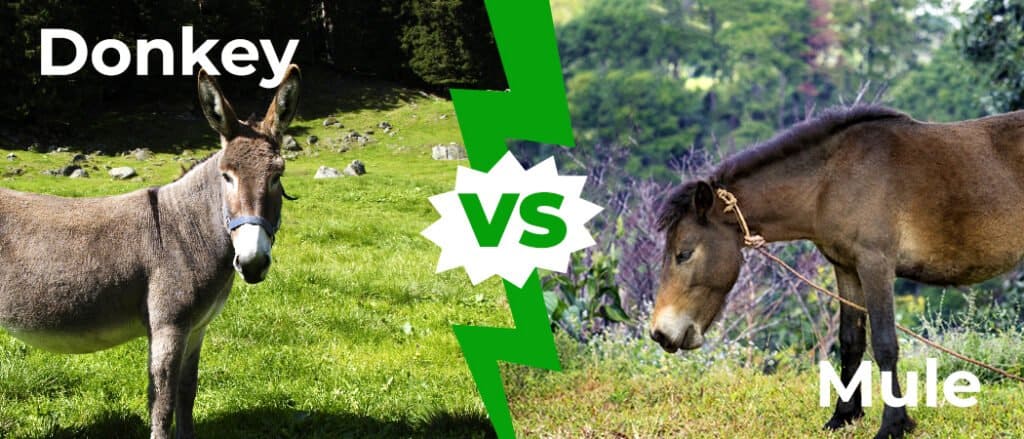 Donkey vs Mule