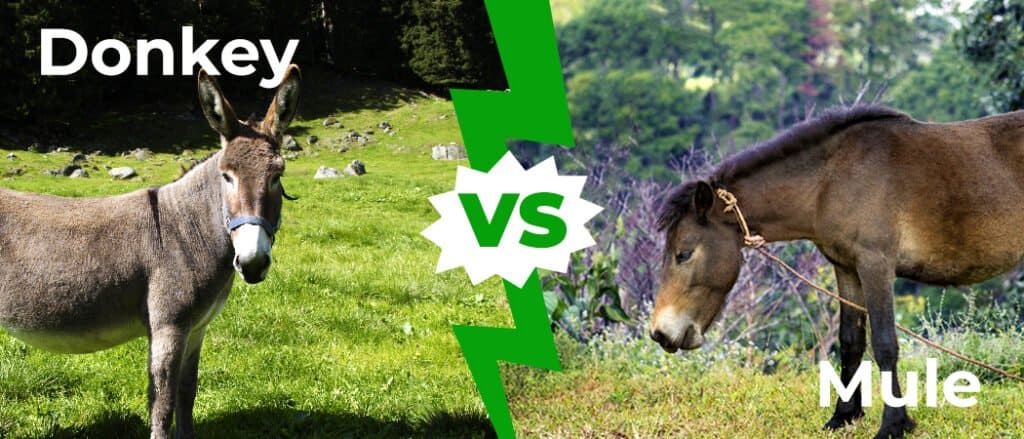 Donkey vs Mule: 5 Key Differences Explained - A-Z Animals