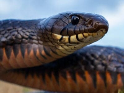 A Texas Indigo Snake