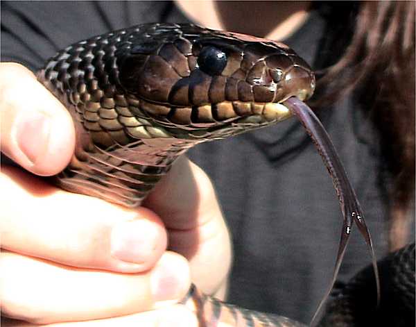 Texas Indigo Snake Closeup