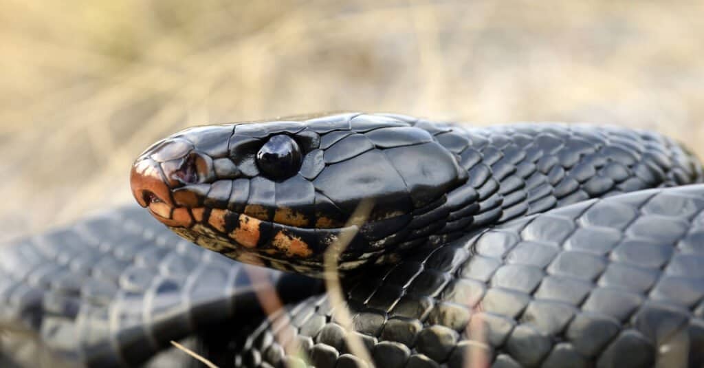 The Eastern indigo snake is a long, somewhat thin snake with large smooth blue-black scales that are iridescent purple in the light.