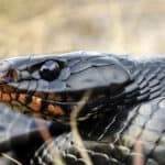 Eastern indigo snake
