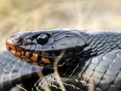 A Eastern Indigo Snake
