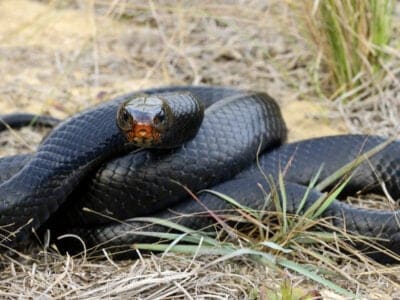 A 10 Black Snakes in Georgia