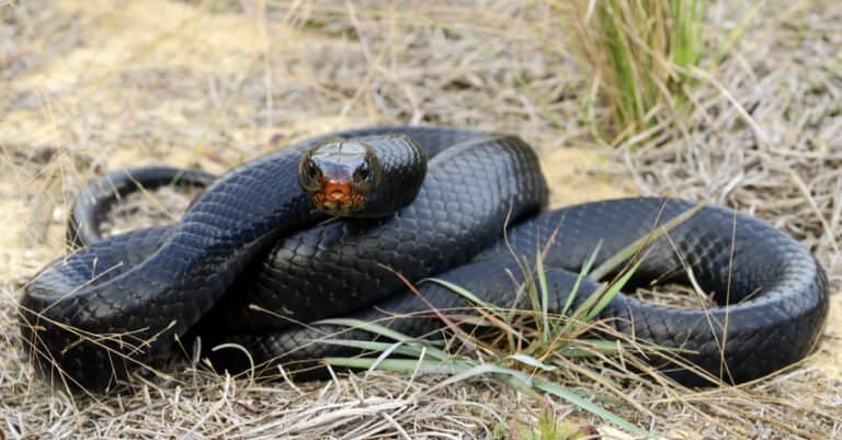 Eastern indigo snake (Drymarchon couperi) lyin in grass. The Eastern Indigo Snake is the longest snake in America.