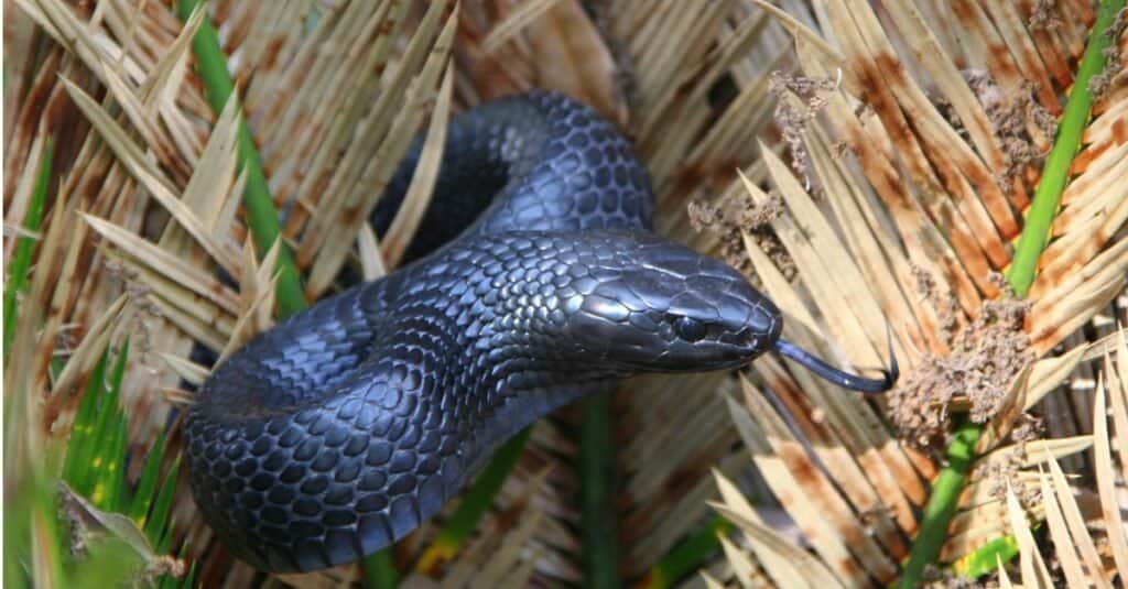The eastern indigo snake is a large nonvenomous snake native to the eastern United States. Its head is about the same size as its body, and its neck is not that big.