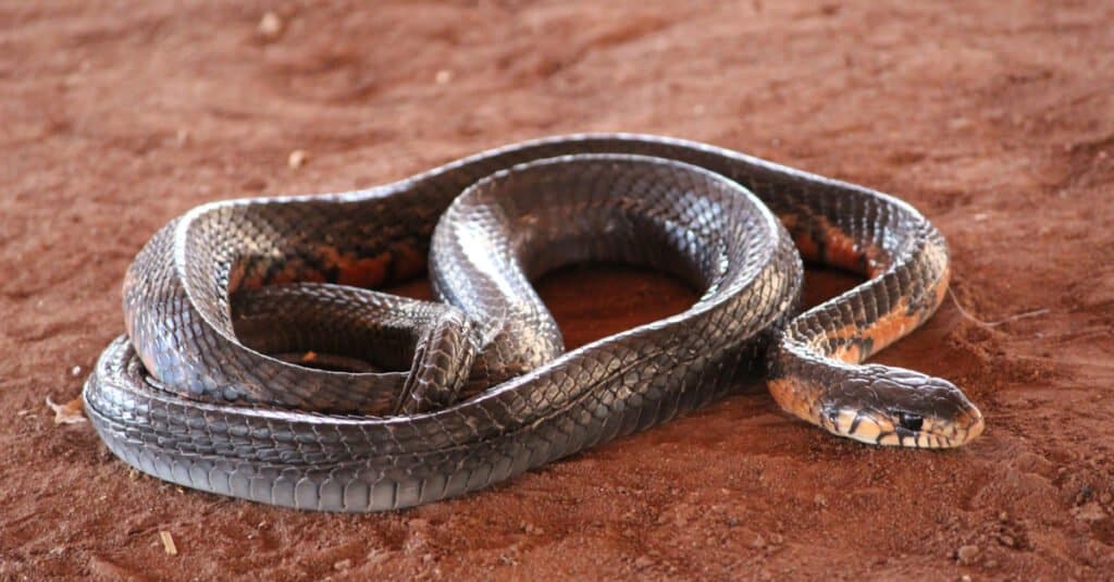 Alabama: Eastern indigo snake found in the state for just the second time in 60 years