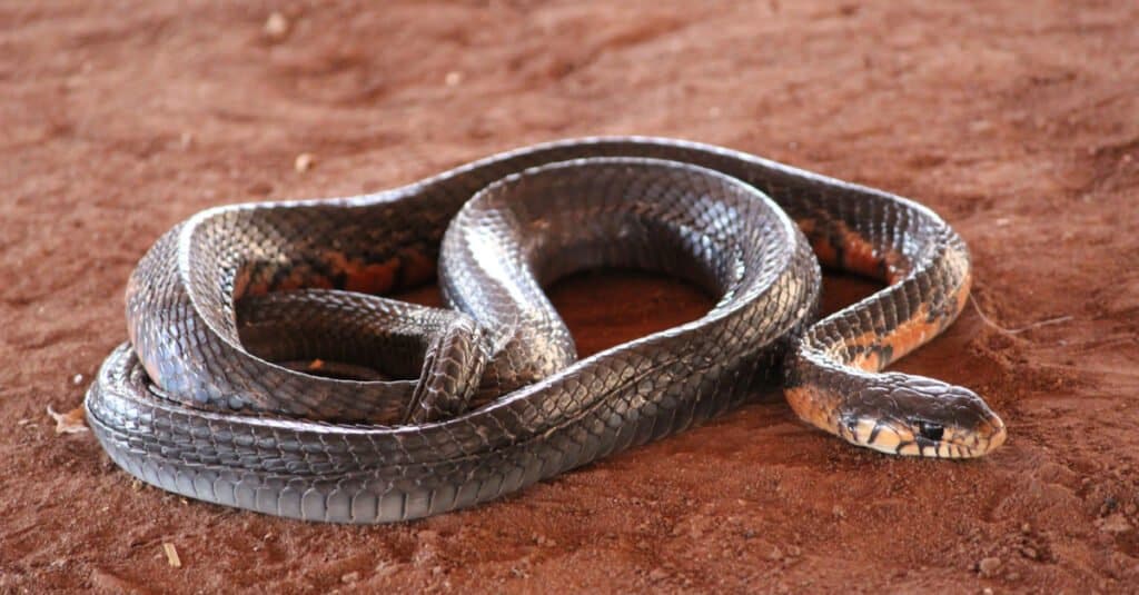 Eastern Indigo Snake lying on sand. Some of these snakes have cream or orange-red on its cheeks, chin, and throat.