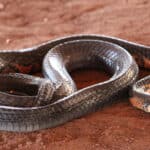 Eastern Indigo Snake lying on sand. Some of these snakes have cream or orange-red on its cheeks, chin, and throat.