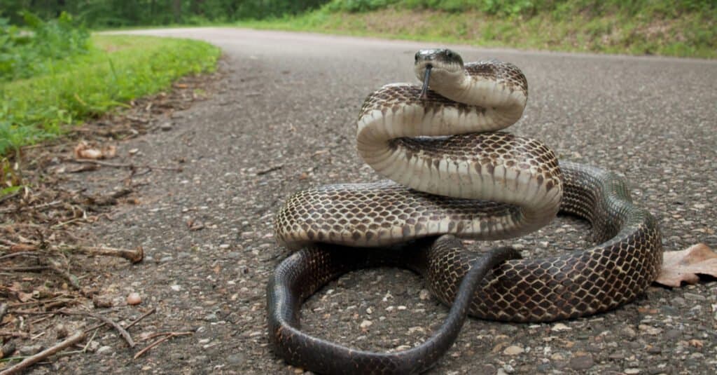 Large adult Eastern black rat snake in defensive coiled posture on road. The snake has a shiny black body with a checkerboard belly.