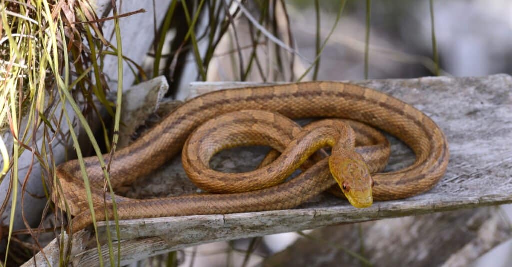 Juvenile eastern rat snakes have brown to black spots (sometimes yellowish) on a gray background and a somewhat square nose.