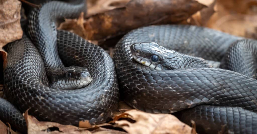 Пара восточных крысиных змей (Pantherophis alleghaniensis) прижимаются друг к другу весной.  Роли, Северная Каролина.  Основание их тела обычно блестяще-черное.