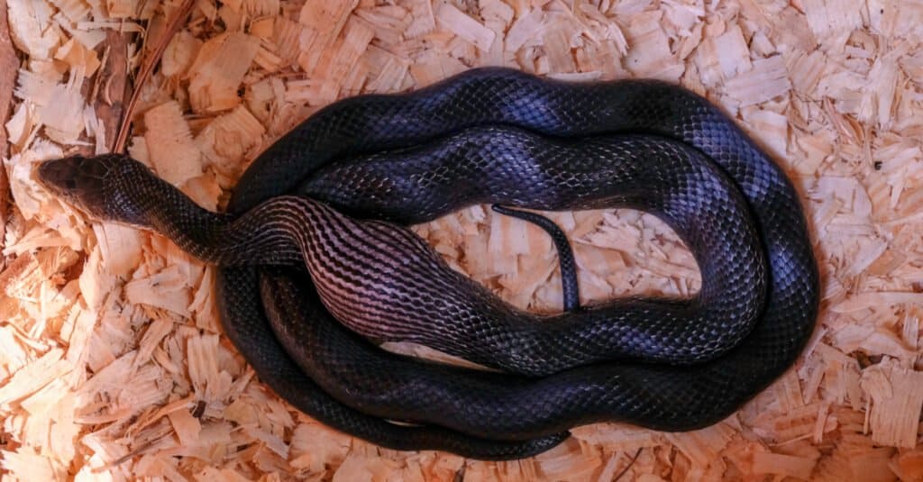 A black rat snake, also called a chicken snake, swallows a chicken egg in the nest in North Caroliana. The snake has a wedge-shaped head that's larger than its body.