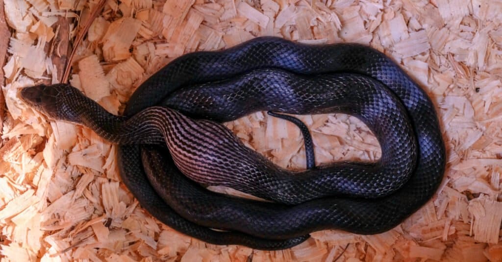 I live in Virginia. what kind of snake is this? I suspect it's a juvenile  black rat snake. Google search said Chinese cobra lol : r/snakes