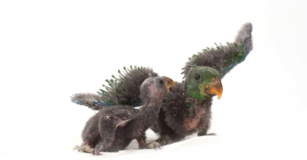 Two baby Eclectus parrots isolated on a white background.