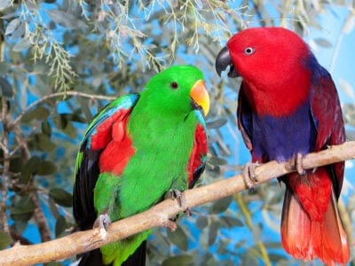 Eclectus Parrot Picture