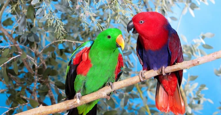 Eclectus Parrot, Eclectus roratus, pair standing on a branch, green male and red female.